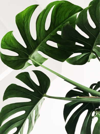 Decorative plant